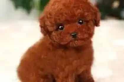 泰迪犬|泰迪犬的腿一瘸一拐是怎么回事