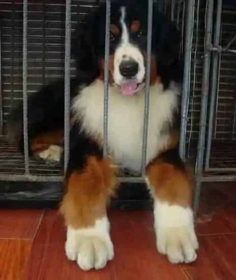 伯恩山犬|清凉一夏 如何帮助伯恩山犬度过炎热考验