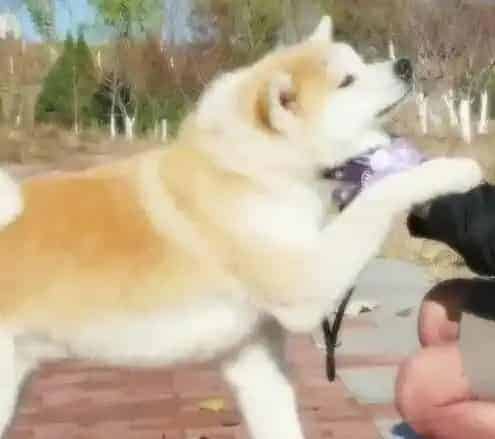 秋田犬|游玩必学手册之四个阶段让秋田犬远离晕车毛病
