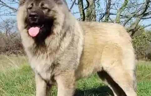 高加索犬|最想要的护理书之老师告诉你如何给高加索犬洗脚