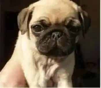 巴哥犬|吃哪些食物可以使巴哥犬被毛光泽亮丽