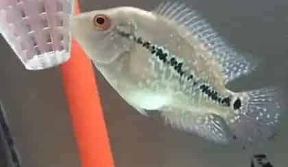 罗汉鱼涨肚子怎么回事 喂食要适量 | 罗汉鱼