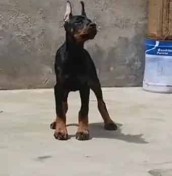 杜宾犬|哪些食物一定不能够给杜宾犬吃