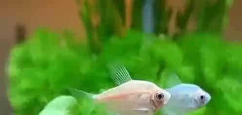 怎样养好观赏鱼 水是影响养鱼的重要因素 | 观赏鱼