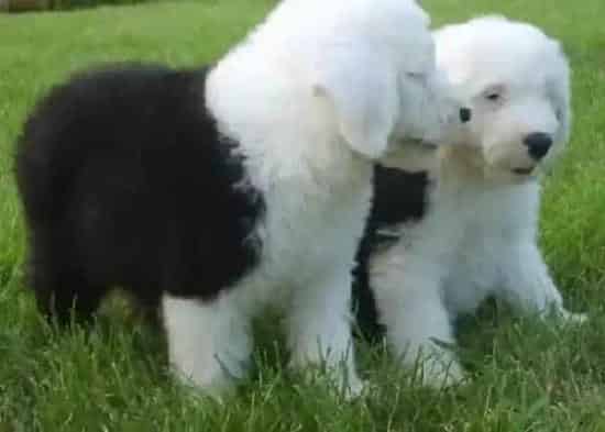 古代牧羊犬|古代牧羊犬总是吃自己的便便应如何改正这个毛病
