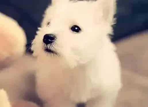 西高地|探讨西高地犬突然翻脸的原因