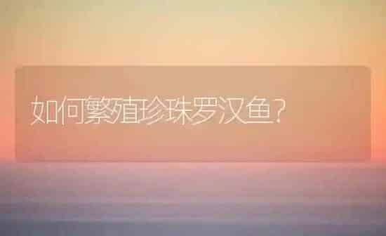 如何繁殖珍珠罗汉鱼？ | 鱼类宠物