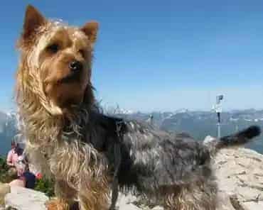 丝毛梗怎么训练 该犬的领域意识很强 | 丝毛梗