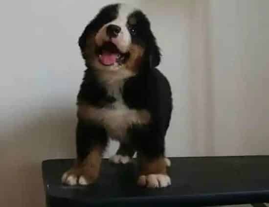 伯恩山犬|为什么伯恩山犬的身上有臭臭的味道