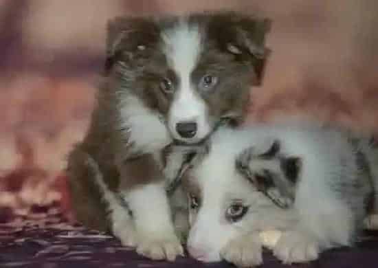 边境牧羊犬|为什么边境牧羊犬对食物的要求很高