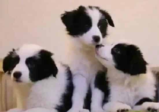 边境牧羊犬|边境牧羊犬拉肚子了吃什么药好的快