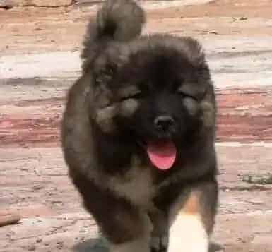 高加索犬|最近几天高加索犬走路总是一瘸一拐是缺钙吗