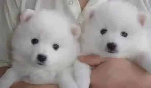 银狐犬|哪些食物会让银狐犬更健康