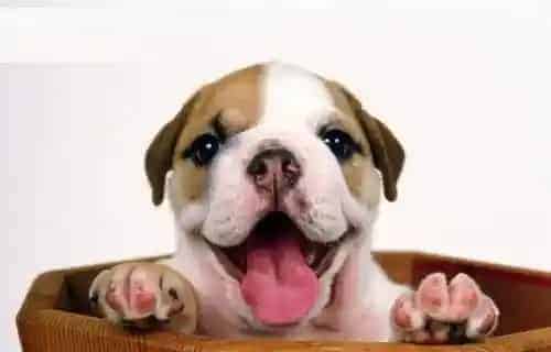 比格犬的特点 世界著名的小猎兔犬 | 比格犬