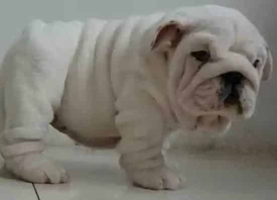 英国斗牛犬|护理常识大全 秋季护理斗牛犬需要注意什么
