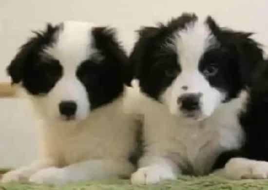 边境牧羊犬|边境牧羊犬拉肚子了吃什么药好的快