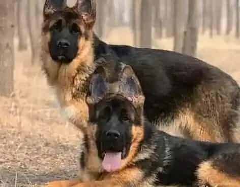 德国牧羊犬|德国牧羊犬总是把便便弄屁股上怎么办