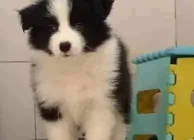 边境牧羊犬|边境牧羊犬清洁牙齿的三种玩具型磨牙物品