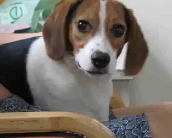 比格犬|训练比格犬之前要先与其成为朋友