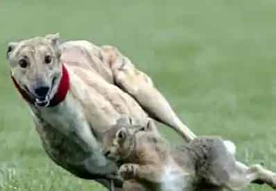 灵缇犬好养吗 是一种比较好饲养的狗狗 | 灵缇
