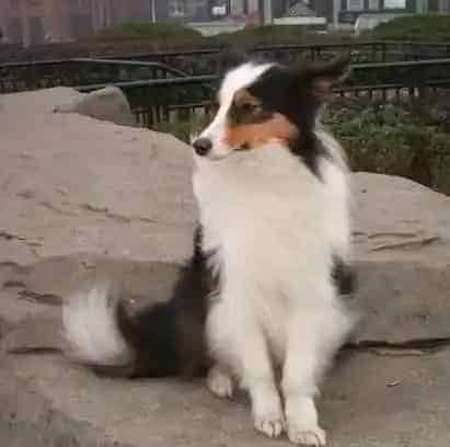 喜乐蒂|喜乐蒂犬喜欢乱拣食物怎么制止