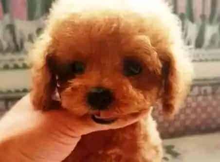泰迪犬|泰迪犬患上肺炎了应该给它吃点什么药