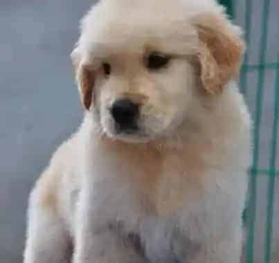 金毛|为金毛犬的训练献计献策