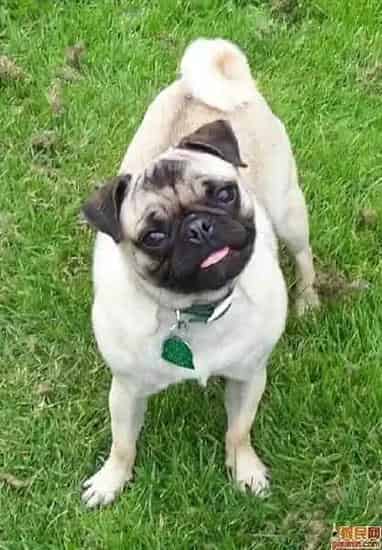 巴哥犬|如何饲养三个月的巴哥犬，求解答