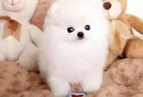 博美犬|博美犬足部护理的注意事项和必要性