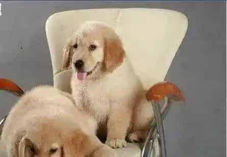 金毛寻回犬的饲养 不能让它分享人类的饮食 | 金毛寻回犬