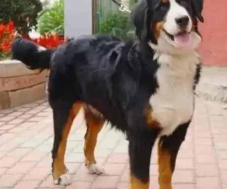 伯恩山犬|家庭教练教你如何培养伯恩山犬扑咬能力