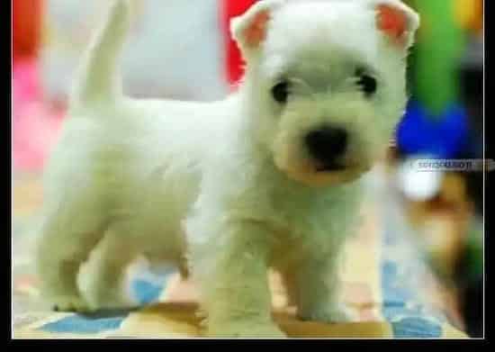 西高地|夏天如何挽救中暑的西高地犬