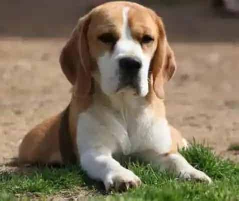 比格犬|听话的比格犬最值得你表扬它