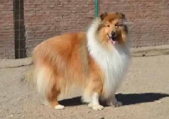 苏格兰牧羊犬|苏格兰牧羊犬为什么一直挠耳朵