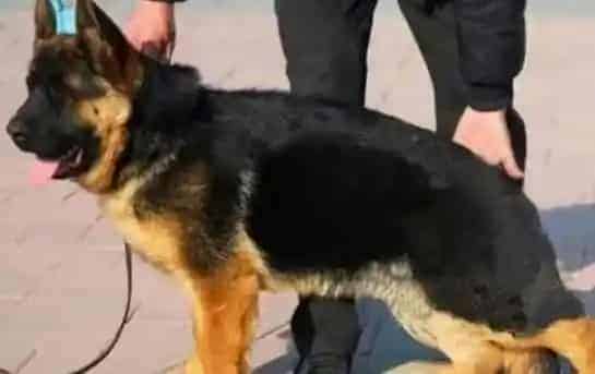 德国牧羊犬|怎样让德国牧羊犬美容的更卫生