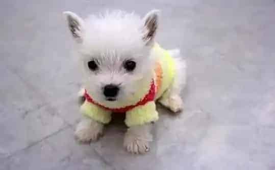 西高地|怎样轻松地喂西高地犬吃药