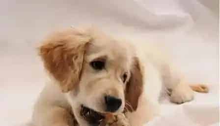 狗狗安乐死  解决狗狗痛苦死亡最好选择 | 狗狗