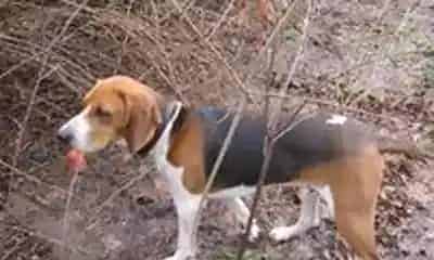 树丛浣熊猎犬的寿命 大概在12~13年左右 | 树丛浣熊猎犬