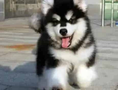 阿拉斯加犬|训练技巧 如何让阿拉斯加雪橇犬更优秀