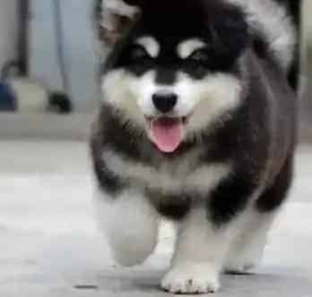 阿拉斯加犬|怎样让阿拉斯加雪橇犬习惯佩戴牵引绳
