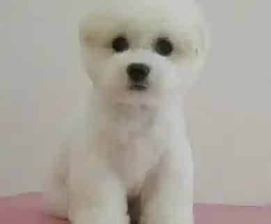 比熊犬|当比熊犬咳嗽时主人们应该给它吃什么药