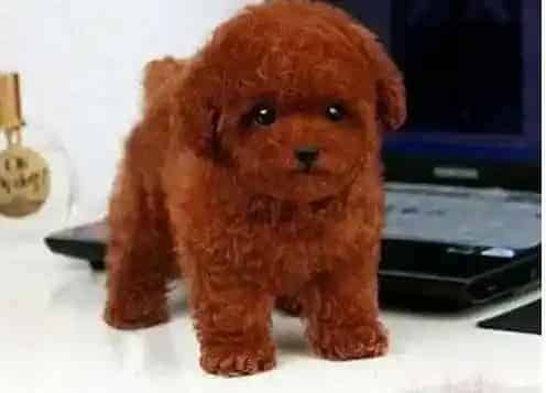 泰迪犬|这三种家里常见的蔬菜和食物千万不要喂泰迪