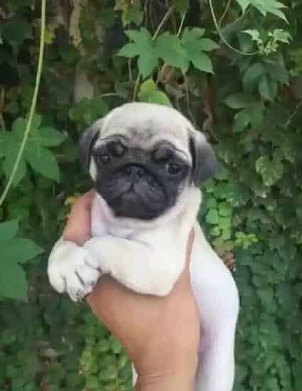 巴哥犬|为什么巴哥犬不能食用油腻的食物