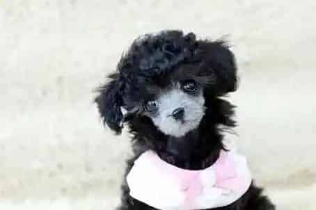贵宾犬|贵宾犬吃剩的狗粮可以放进冰箱里吗