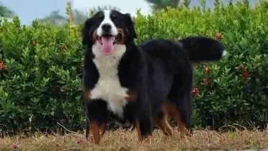 伯恩山犬|家传365天美容对策 如何给伯恩山犬修剪指甲