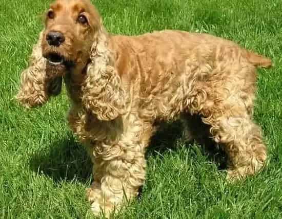 可卡犬|英国可卡犬宝宝的日常护理