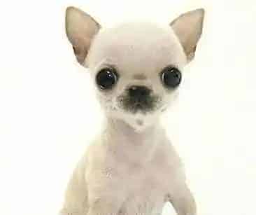 吉娃娃|日常喂养吉娃娃需要哪些营养的摄入