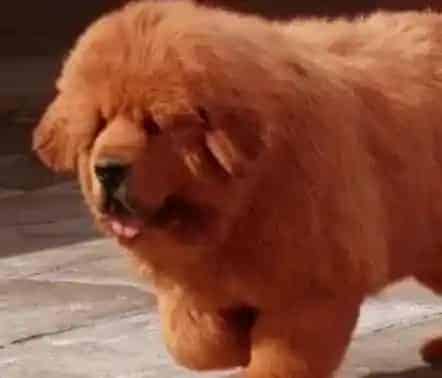 藏獒|春季饲养藏獒要给它准备哪些日常用品