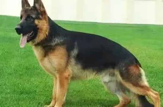 德国牧羊犬|德国牧羊犬戴项圈总挠脖子正常么