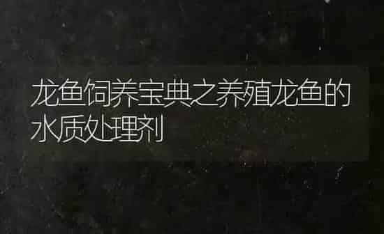 龙鱼饲养宝典之养殖龙鱼的水质处理剂 | 鱼类宠物